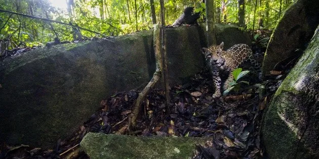 Confirman primer avistamiento de jaguar en este estado de México