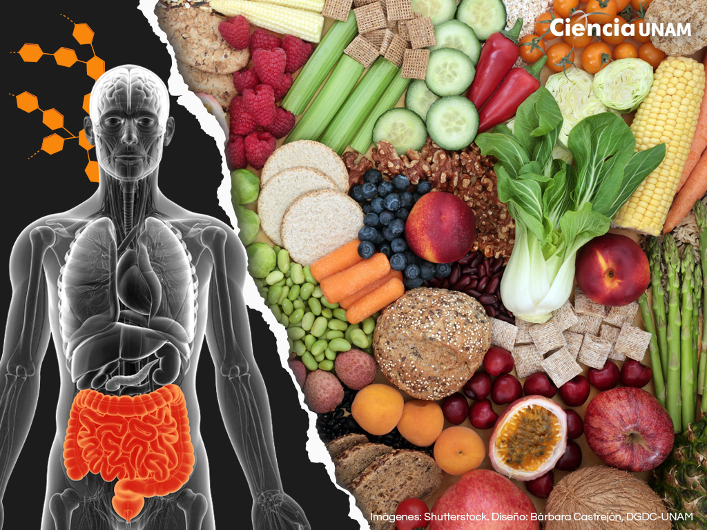 Carbohidratos ¿Aliados o Enemigos? – Ciencia UNAM