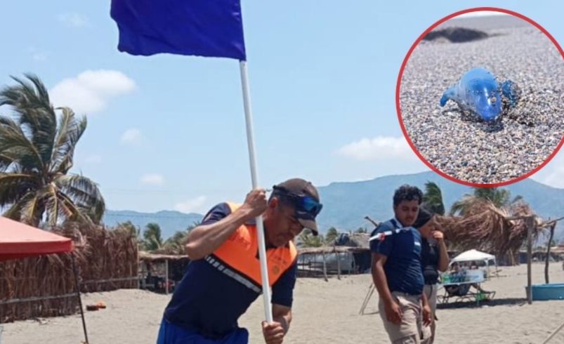 Dragón azul es visto en playas de Michoacán en Semana Santa y alertan a vacacionistas: ¿es peligroso?