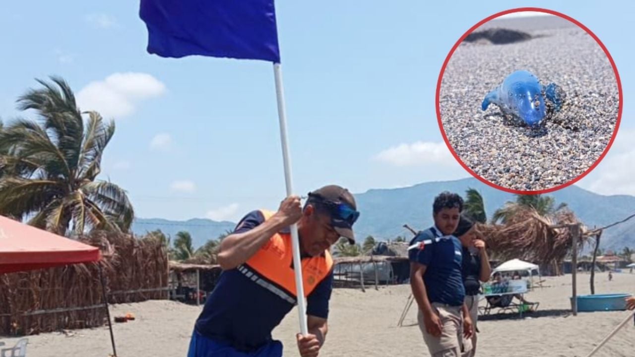 Dragón azul es visto en playas de Michoacán en Semana Santa y alertan a vacacionistas: ¿es peligroso?