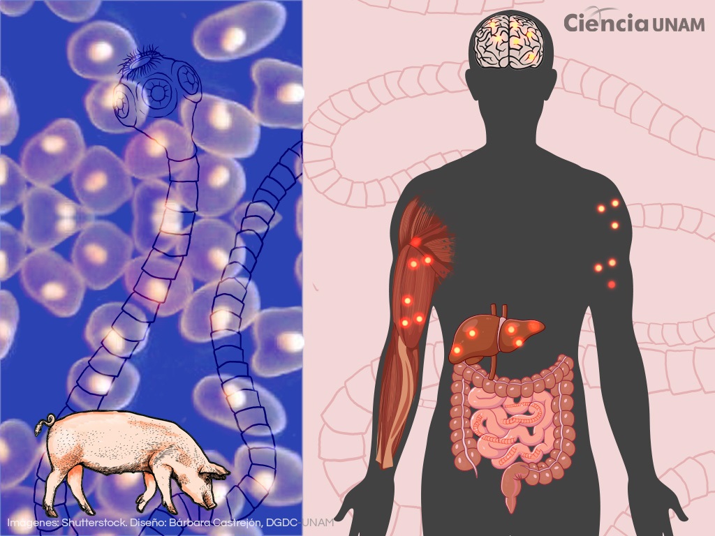 El complejo ciclo de vida del párasito La Solitaria, un desafío médico y social