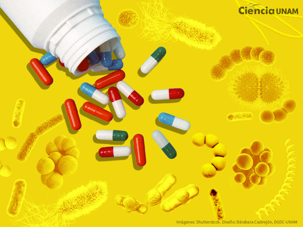 El escudo que protege a las bacterias de los antibióticos.