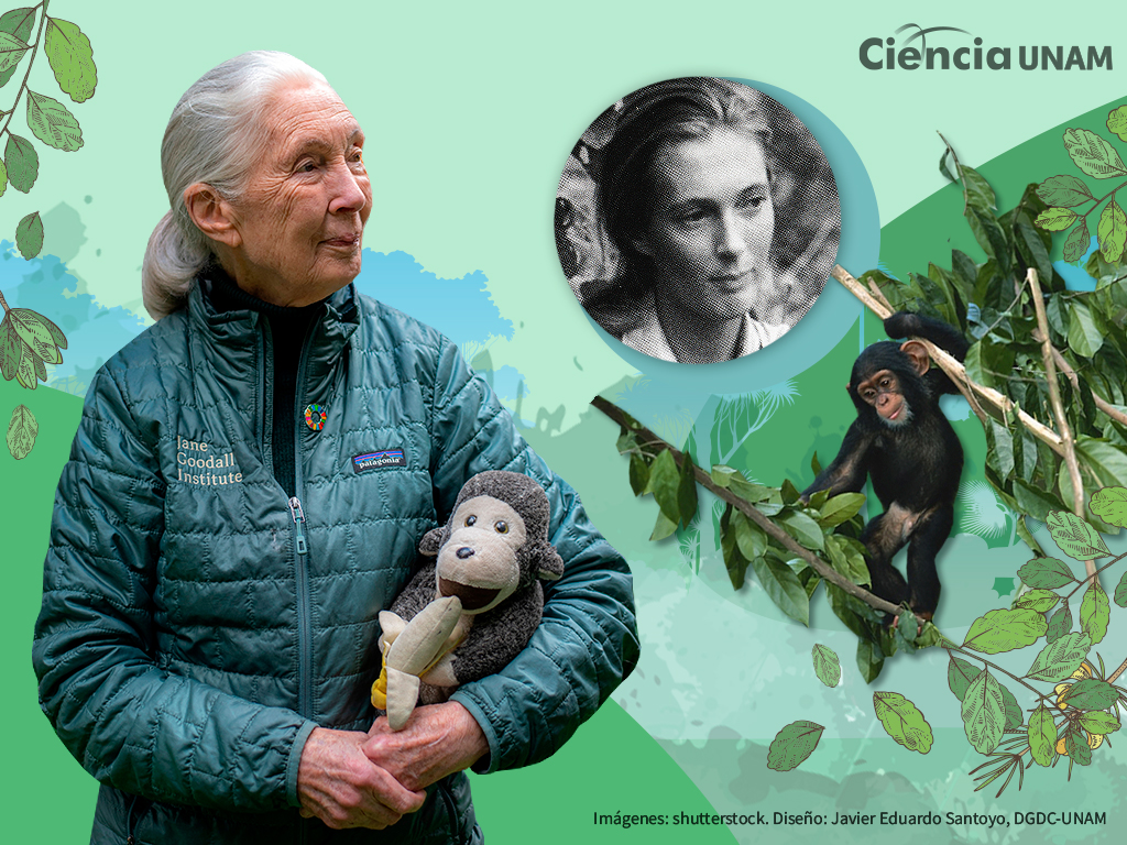 Jane Goodall nos enseñó que se puede investigar con rigor, pero también con compasión.
