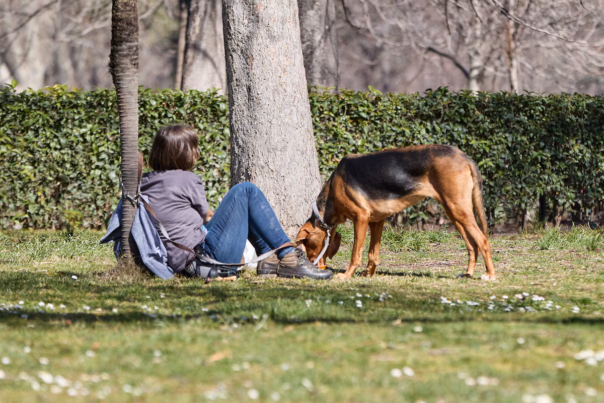 La UE acuerda normas comunes para proteger a perros y gatos de abusos y prácticas comerciales crueles | Clima y Medio Ambiente