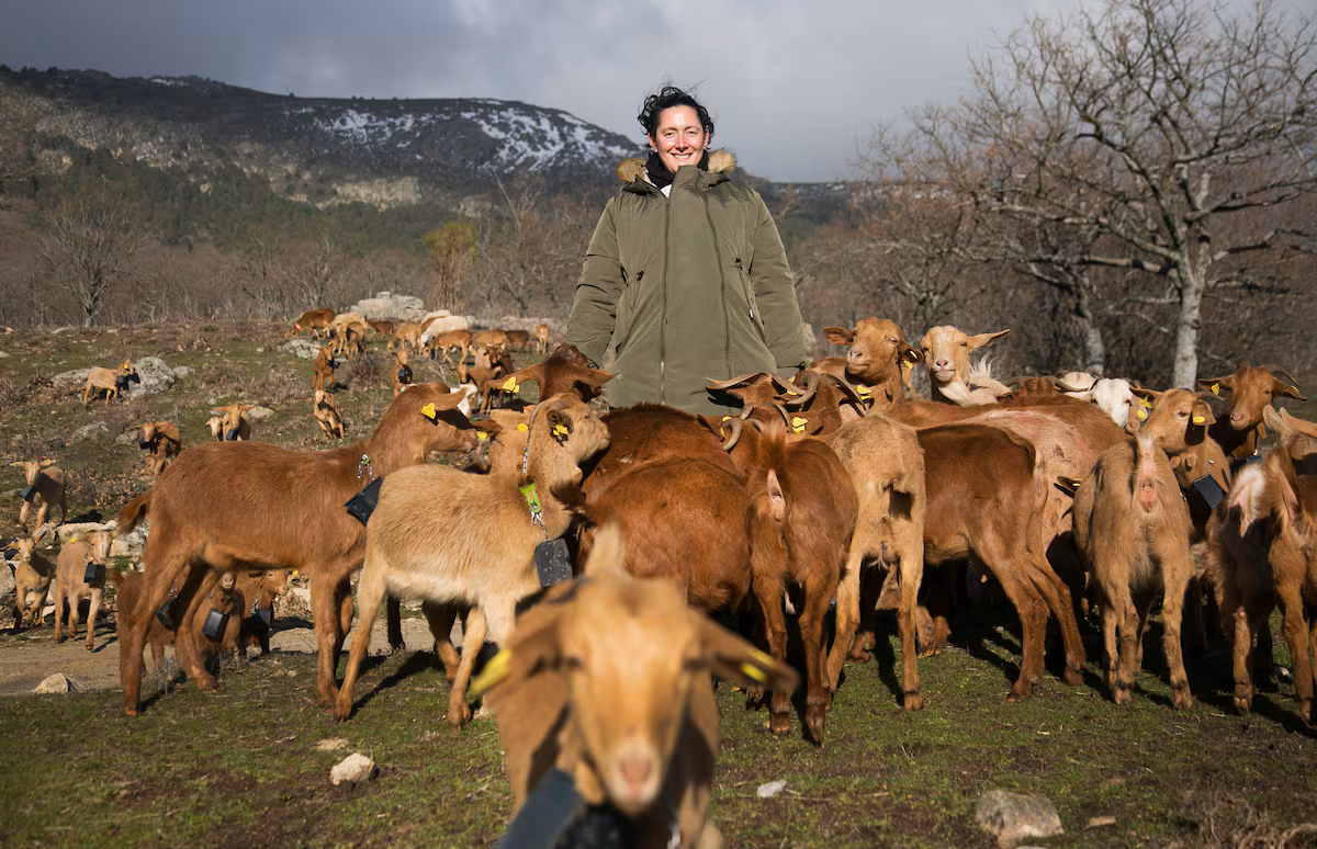 Pastores que cobran de 3.000 a 6.000 euros al año por limpiar el monte con ‘ovejas bomberas’ | Clima y Medio Ambiente
