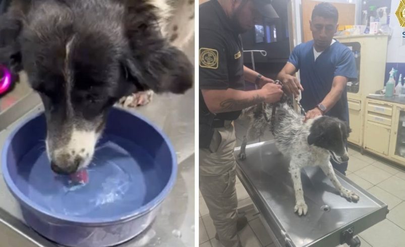 Perrito es rescatado por policías de la SSC tras caer entre dos bardas en la alcaldía Tláhuac