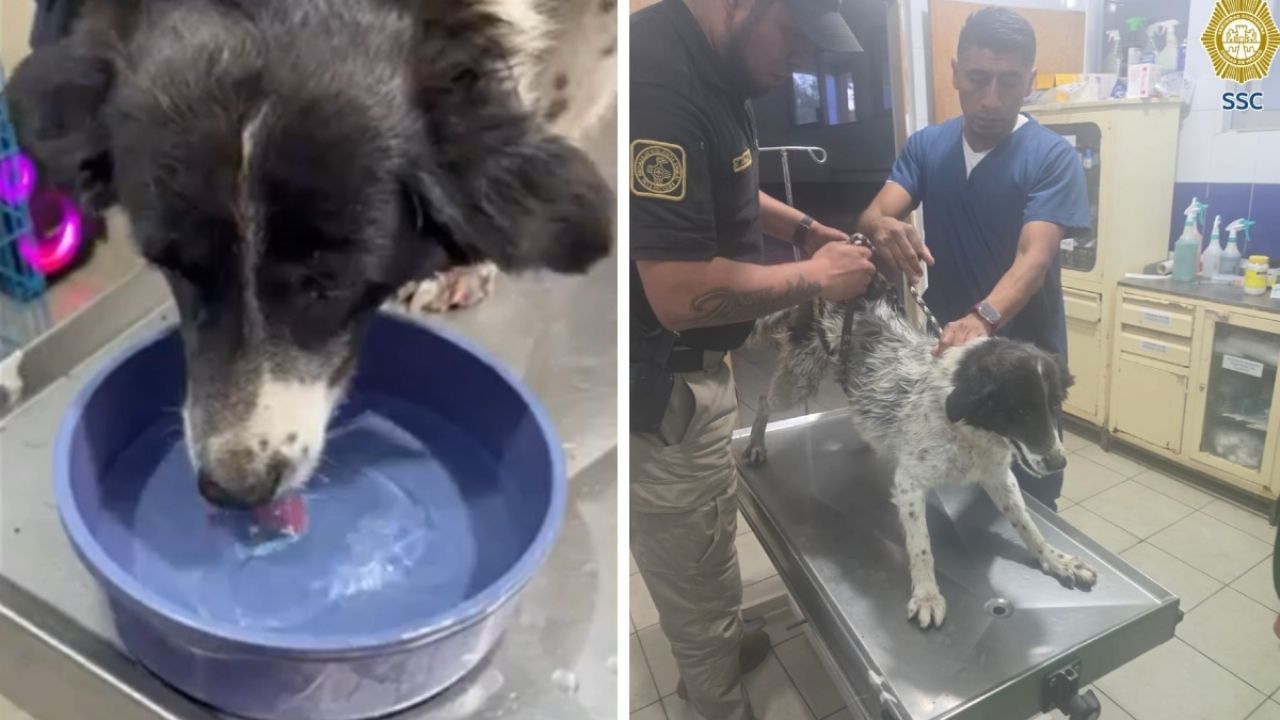 Perrito es rescatado por policías de la SSC tras caer entre dos bardas en la alcaldía Tláhuac