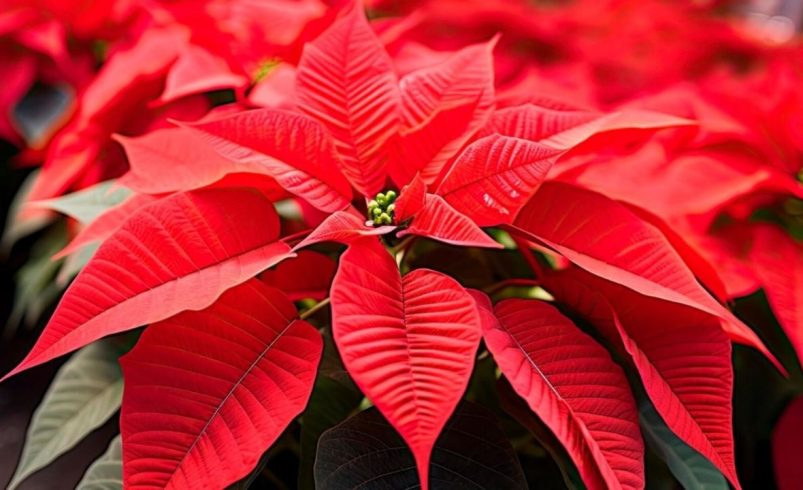 Revolución en rojo: ciencia y campo transforman la Nochebuena