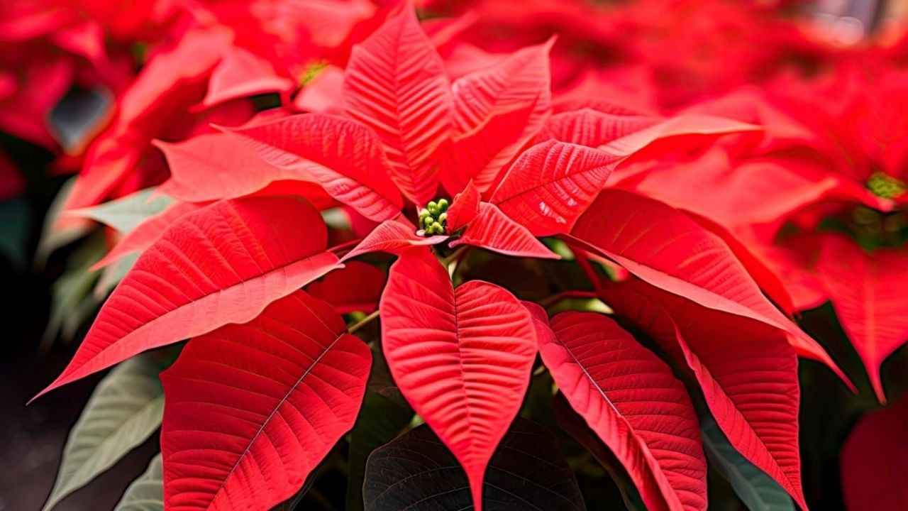 Revolución en rojo: ciencia y campo transforman la Nochebuena