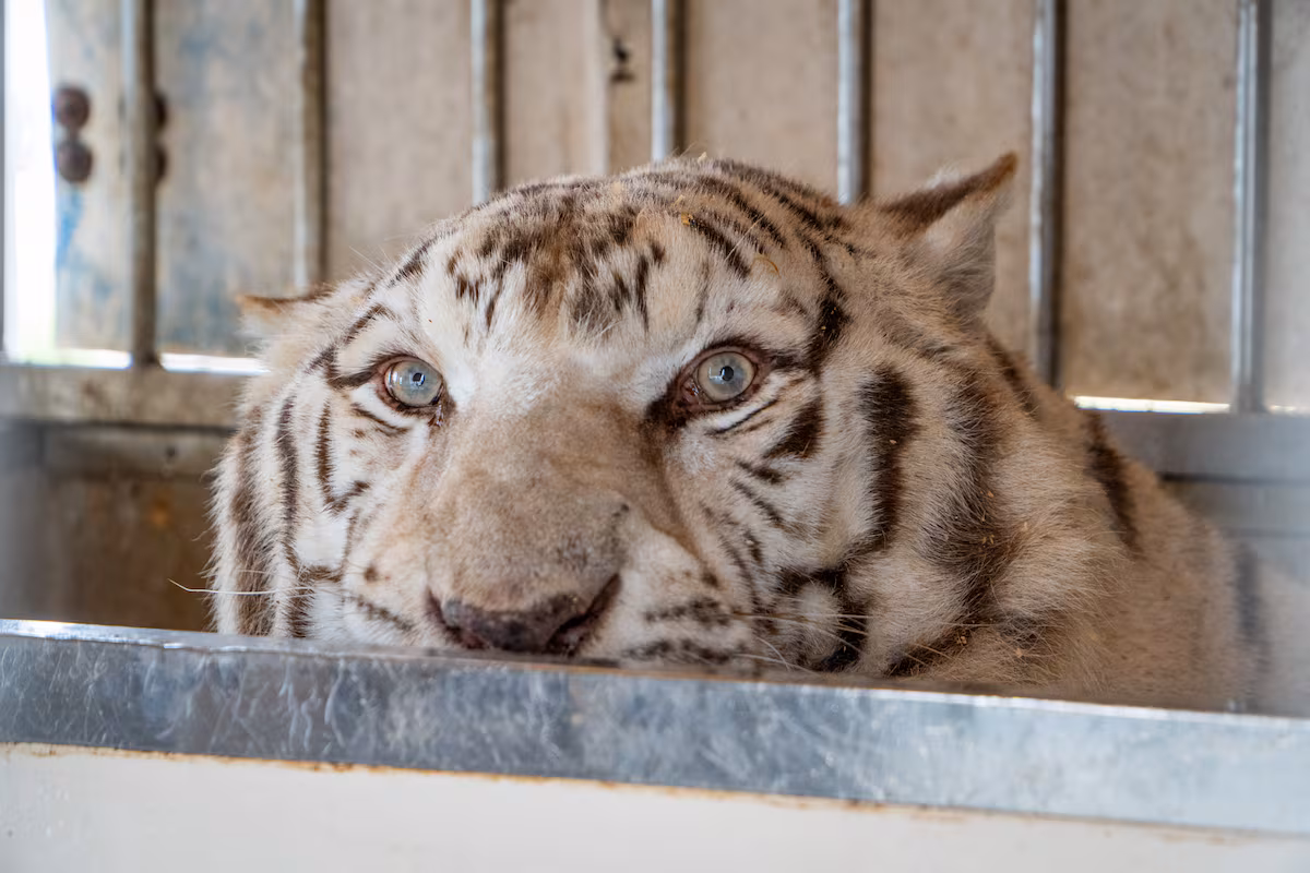 'Sona', el último tigre de circo de Portugal, inicia una nueva vida en un santuario de Alicante | Clima y Medio Ambiente