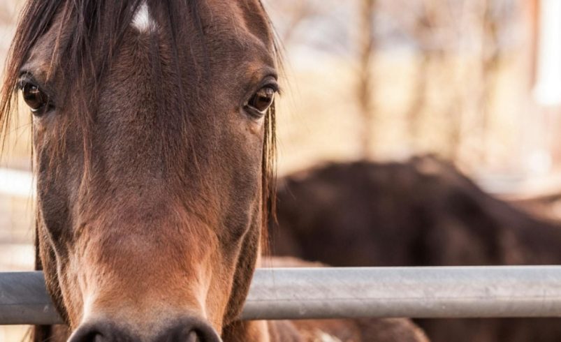 ¿Lo sabías? Más de 500 mil caballos son servidos cada año en mesas mexicanas