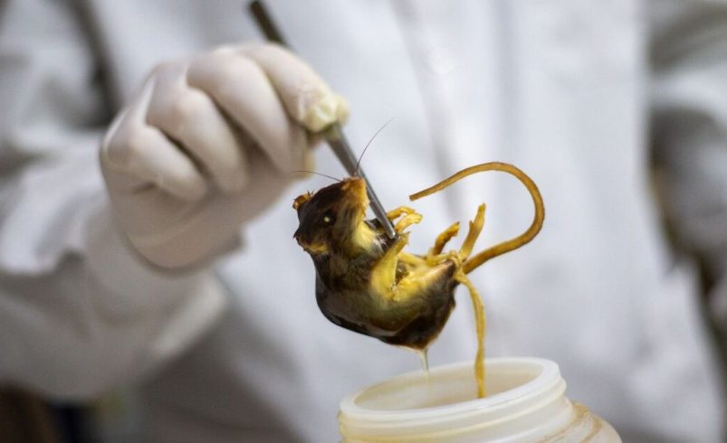Argentina recorta fondos científicos mientras el hantavirus vuelve a escena