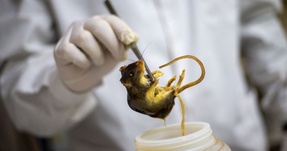 Argentina recorta fondos científicos mientras el hantavirus vuelve a escena