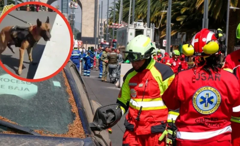 Barret, él es el perrito rescatista que participa en el Simulacro Nacional y posibles derrumbes
