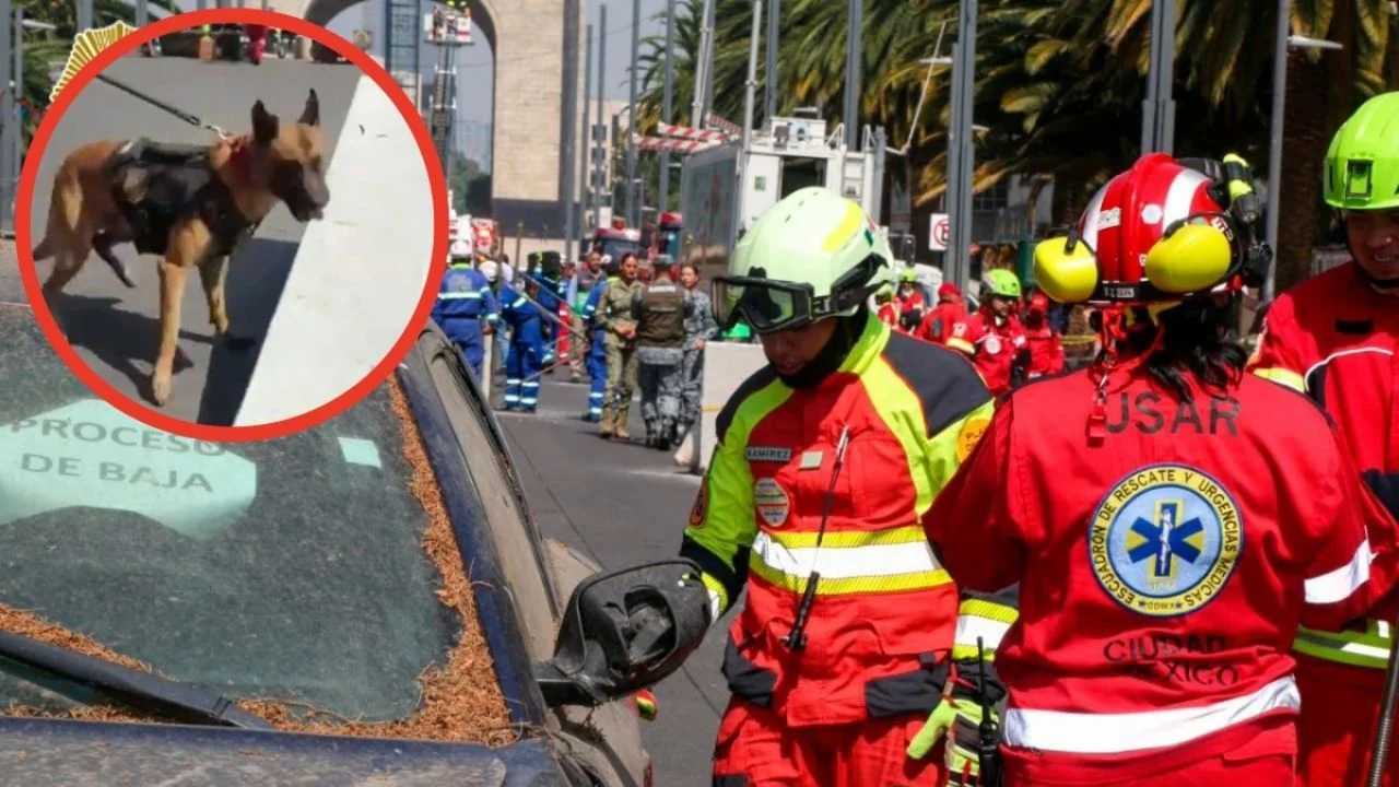 Barret, él es el perrito rescatista que participa en el Simulacro Nacional y posibles derrumbes