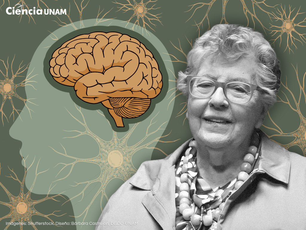 Entender el cerebro es entendernos a nosotros mismos: Herminia Pasantes, neurocientífica