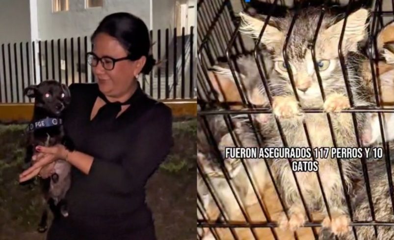 Fiscalía de Michoacán rescata a más de 120 perritos y gatitos víctimas de maltrato y hacinamiento | VIDEO
