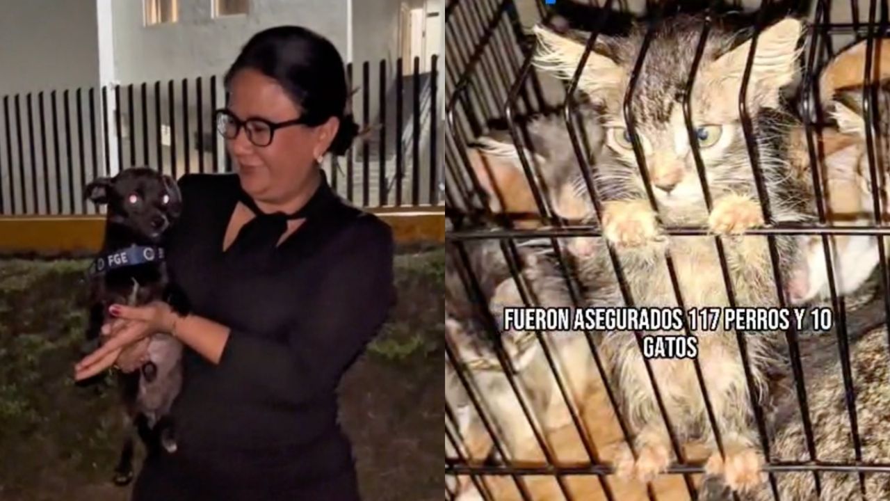 Fiscalía de Michoacán rescata a más de 120 perritos y gatitos víctimas de maltrato y hacinamiento | VIDEO