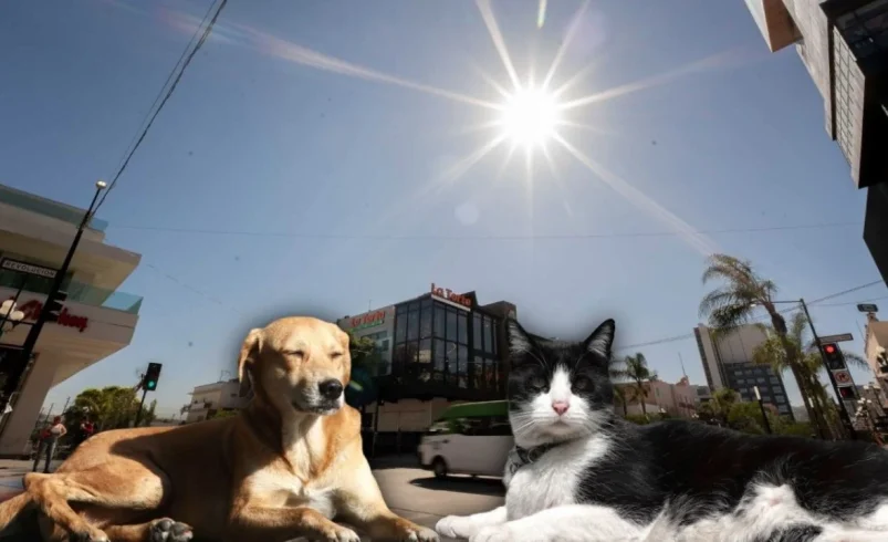 Onda de calor: experto de la UNAM explica por qué no debes "rapar" a tu mascota por las altas temperaturas