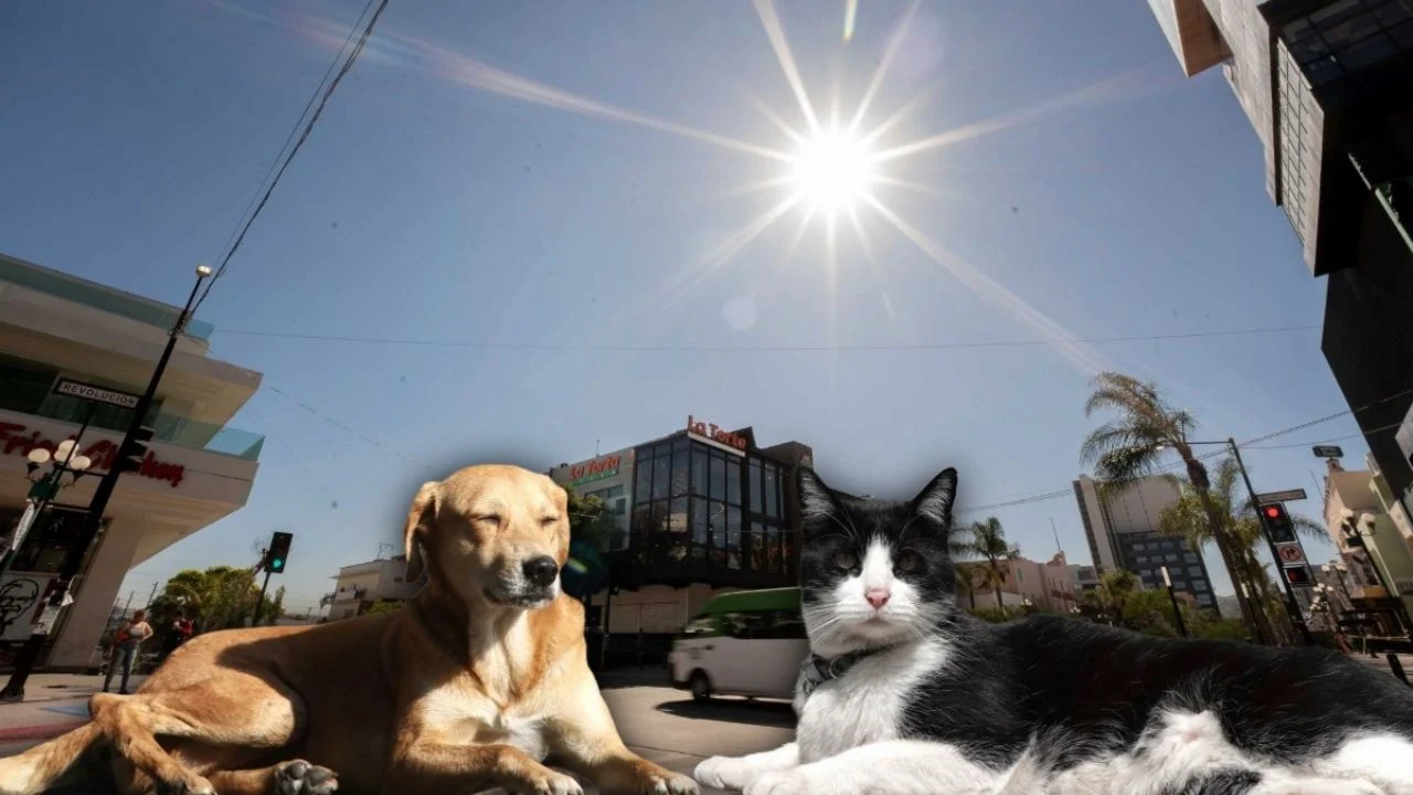 Onda de calor: experto de la UNAM explica por qué no debes «rapar» a tu mascota por las altas temperaturas